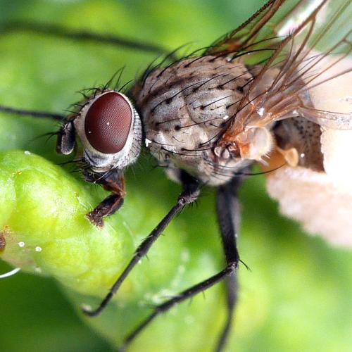 Botanophila fugax